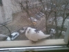 pidgeon at window