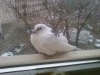 pidgeon at window