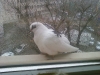 pidgeon at window