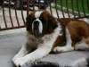 saint_bernard-1