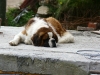 saint_bernard-2