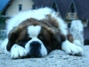 saint_bernard-3