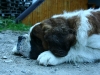 saint_bernard-4